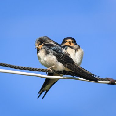 iki genç ahır kırlangıçlar tel, Rusya dinlenme