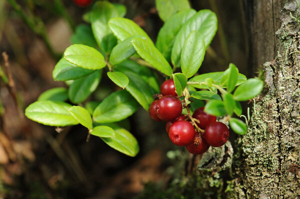 Bunch of ripe cowberry in the forest, Russia