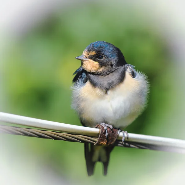 Young barn swallow  resting on wire, Russia — Stock Photo, Image