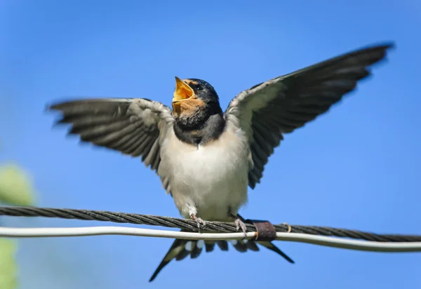 Young barn swallow begging for food, Russia — Stock Photo, Image