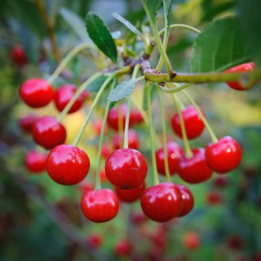 Ripe cherries on a branch, Russia clipart