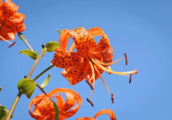 Tiger lily bloem op een achtergrond van blauwe hemel, Rusland — Stockfoto