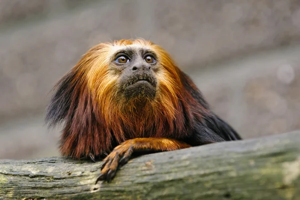 Yetişkin altın başlı aslan pembe maymun portret — Stok fotoğraf