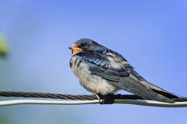 Young barn swallow resting on wire, Russia — Stock Photo, Image