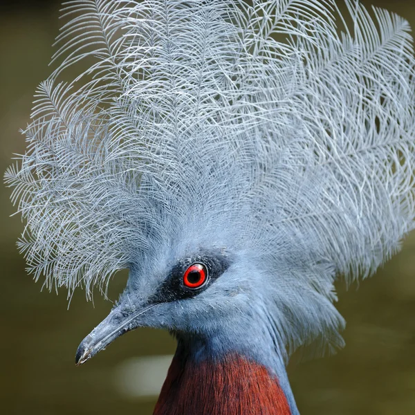 Портрет західного коронованого голуба — стокове фото