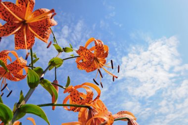 Tiger Lily çiçek, Rusya Federasyonu