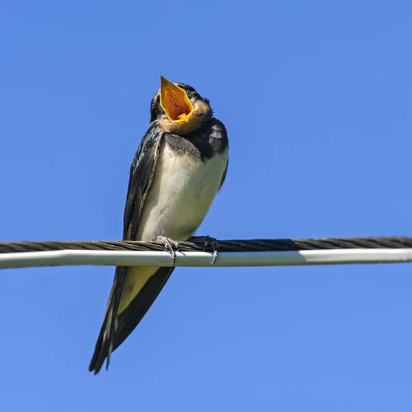 Yawning nestling barn swallows on wire, Russia — Stock Photo, Image