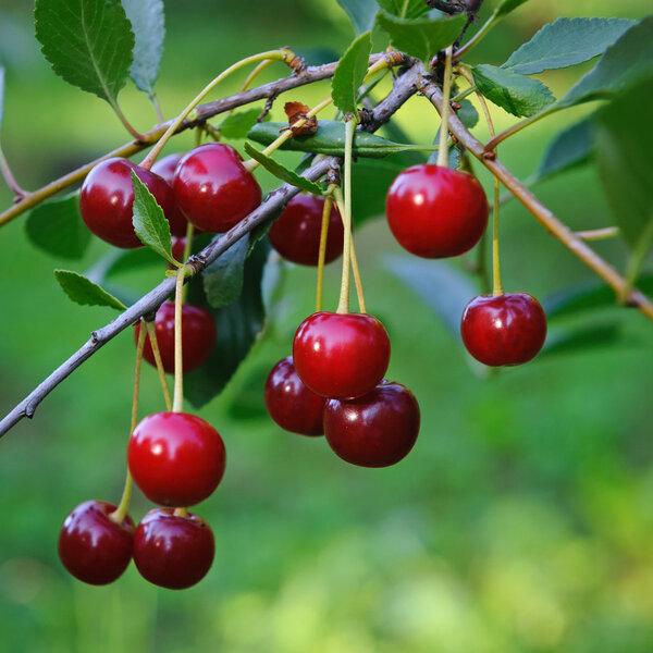 Ripe cherries on a branch, Russia