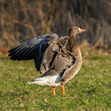 White-fronted goose spreading its wings, Netherlands clipart