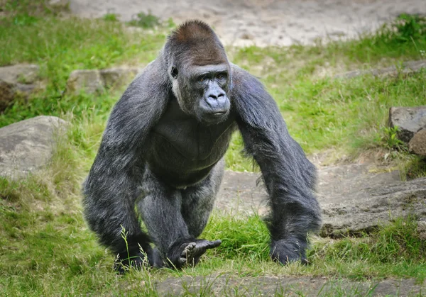 Porträtt av en manlig gorilla — Stockfoto