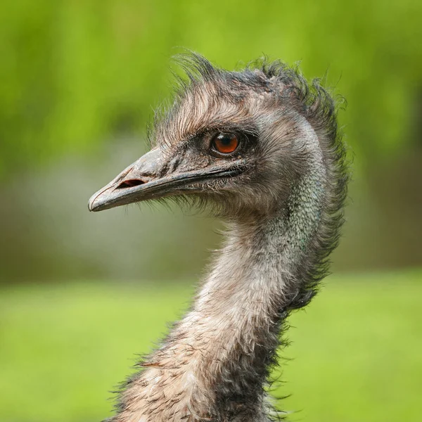 Portrét mladé emu, Nizozemsko — Stock fotografie