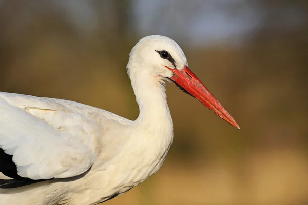 Portrait of an adult stork, The Netherlands — Stock Photo, Image