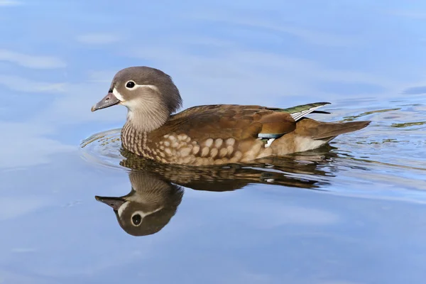 Floating on the lake female mandarin duck, Switzerland — Stock Photo, Image