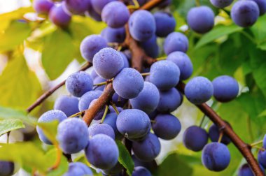 Olgun çilek karaçalı, Rusya Federasyonu