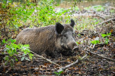 Adult female wild boar resting in the forest nature park, Nether clipart