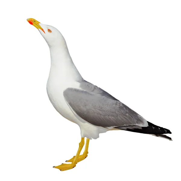 Mouette à pattes jaunes en robe de reproduction est isolé sur un fond blanc, Maroc — Photo