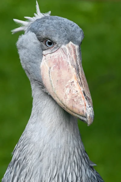 Portrét pro dospělé shoebill — Stock fotografie