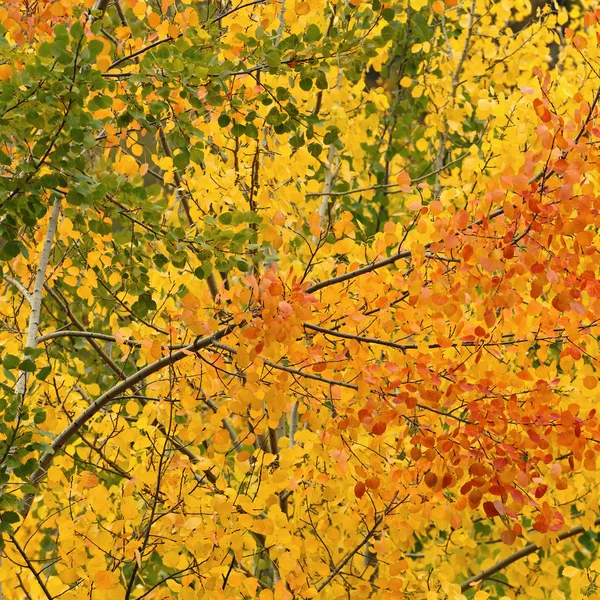 Three autumn colors of aspen, Switzerland — Stock Photo, Image