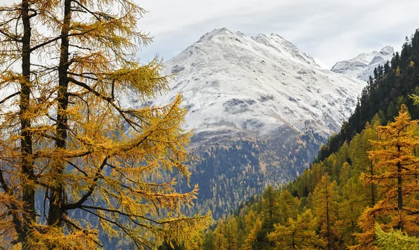 Gouden herfst in de Zwitserse Alpen — Stockfoto