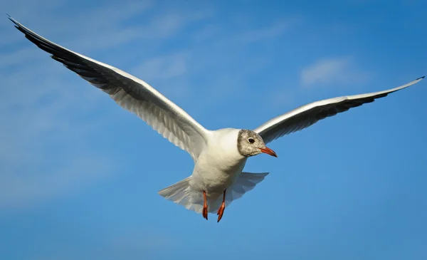 Adult  black-headed gull in flight, The Netherlands — Stock Photo, Image