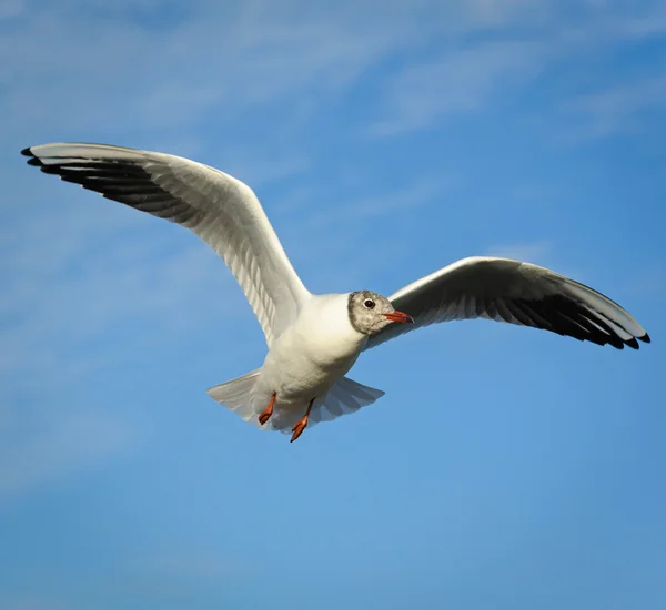 Adult  black-headed gull in flight, The Netherlands — Stock Photo, Image