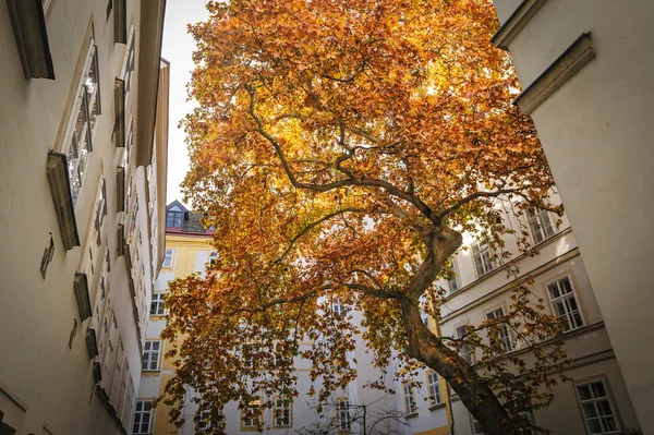 Old maple saved in the courtyard of the city of Vienna, Austria — Stock Photo, Image