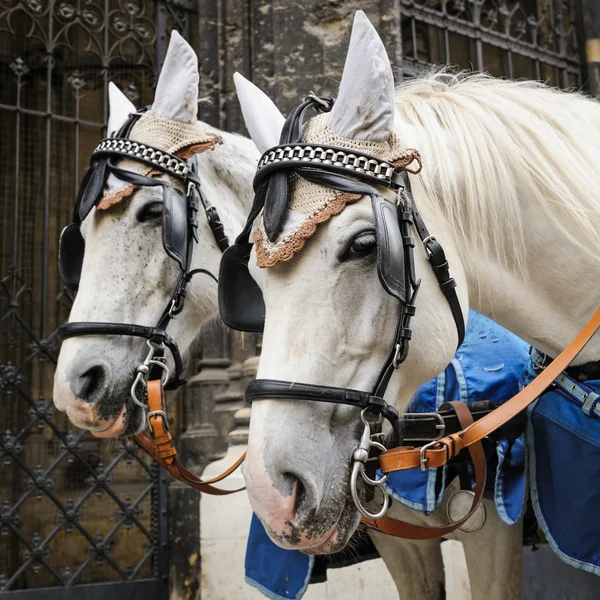 Horses waiting to whisk tourists around the beautiful city of Vienna, Austria — Stock Photo, Image