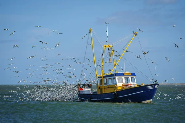 Barco de pesca cercado por gaivotas de cabeça preta, Países Baixos — Fotografia de Stock