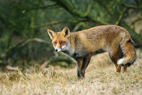 Portrait of red fox, The Netherlands — Stok Foto