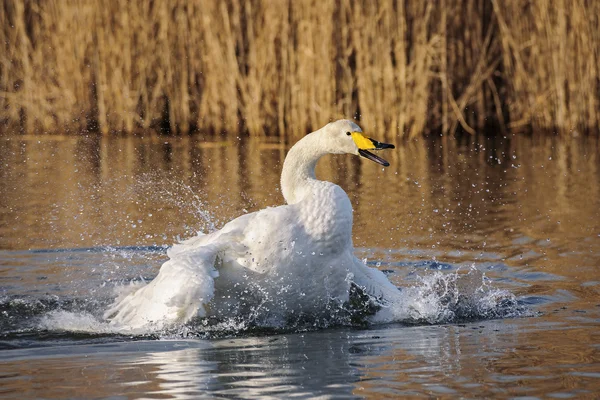 Banho whooper swan, Países Baixos — Fotografia de Stock