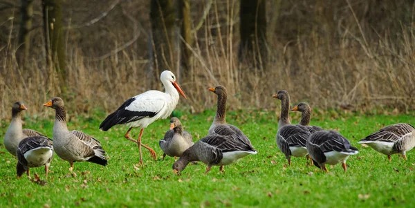 Cigüeña blanca adulta camina en un prado donde pastan los gansos, Holanda — Foto de Stock