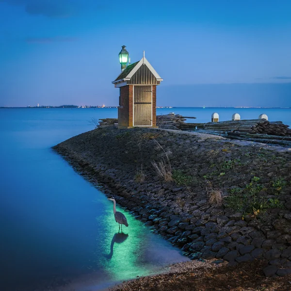 Volavka popelavá vzhledem k majáku v Volendam, Nizozemsko — Stock fotografie