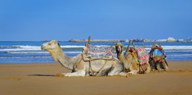 Beyaz ve iki kahverengi dromedary sabah Essaouira, Fas kumsalda dinlenme