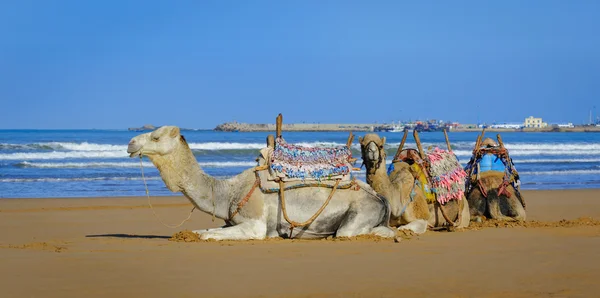 Vit och två bruna dromedar vilar på morgonen på sandstranden i Essaouira, Marocko — Stockfoto