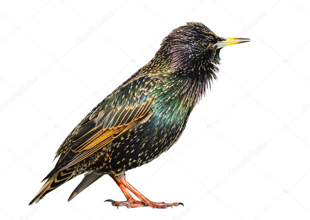 Adult male starling isolated, on white background,The Netherland