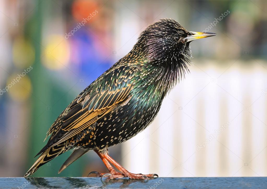 Adult male starling side view,The Netherlands