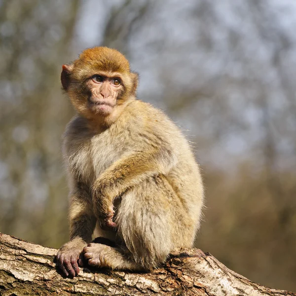 Joven macaco berberisco en un parque semi-libre, Países Bajos —  Fotos de Stock