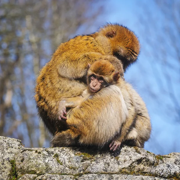 Adult female Barbary macaque with  cub, Netherlands — Stock Photo, Image