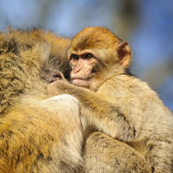Portrait of a baby monkey holding on to his mother, Netherlands — Stock Photo, Image
