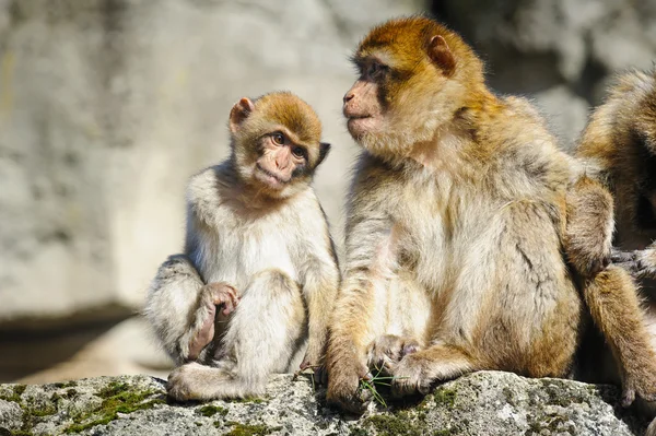 Joven macaco berberisco junto a una hembra adulta, Países Bajos —  Fotos de Stock