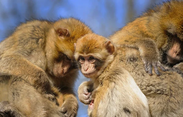 Portrait of a young Barbary macaque sitting between two adult female, Netherlands — Stock Photo, Image