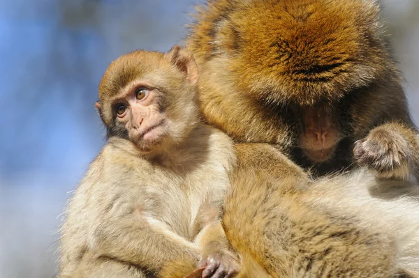 Young Barbary macaque next to an adult female, Nederlands — Stock Photo, Image