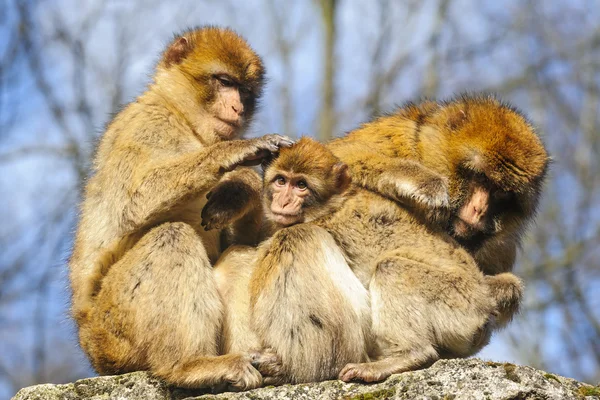 Portrait of a young Barbary macaque sitting between two adult females, Netherlands — Stock Photo, Image