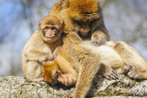 Group portrait of young Barbary macaque with two adult females, Netherlands — Stock Photo, Image