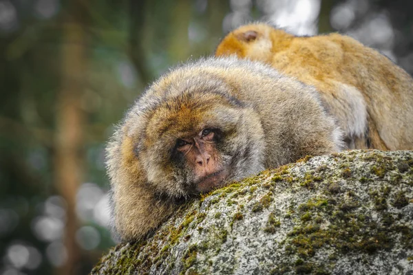 Porträt eines erwachsenen männlichen Berberaffen, Niederlande — Stockfoto