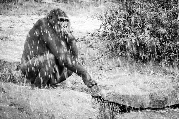 Vuxna kvinnliga gorilla sitter under dusch av hagel, Nederländerna — Stockfoto