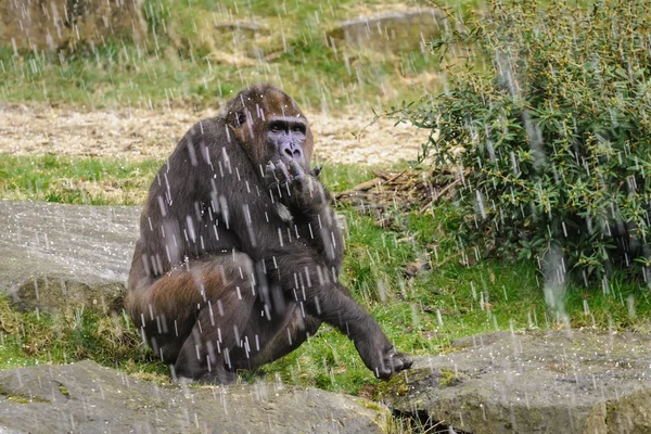 Gorila fêmea adulta sentada sob o chuveiro de granizo, Países Baixos — Fotografia de Stock