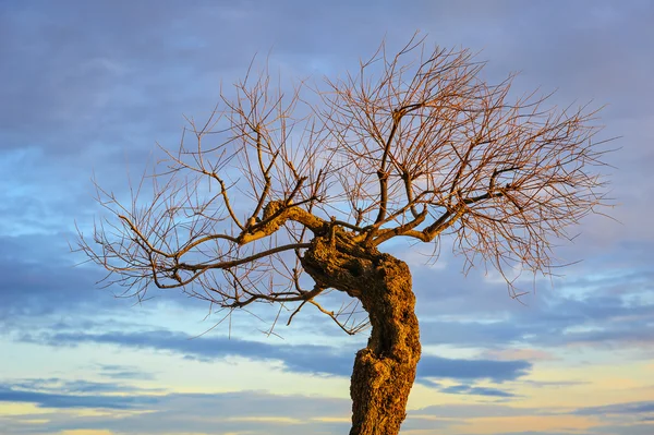 Lonely tree in the evening light, Croatia — Stock Photo, Image