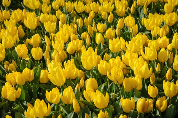 Tulpan fält av Nederländerna — Stockfoto