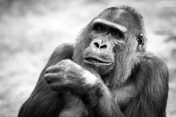 Czarno-biały portret dorosłego goryla kobiece, Holandia — Zdjęcie stockowe